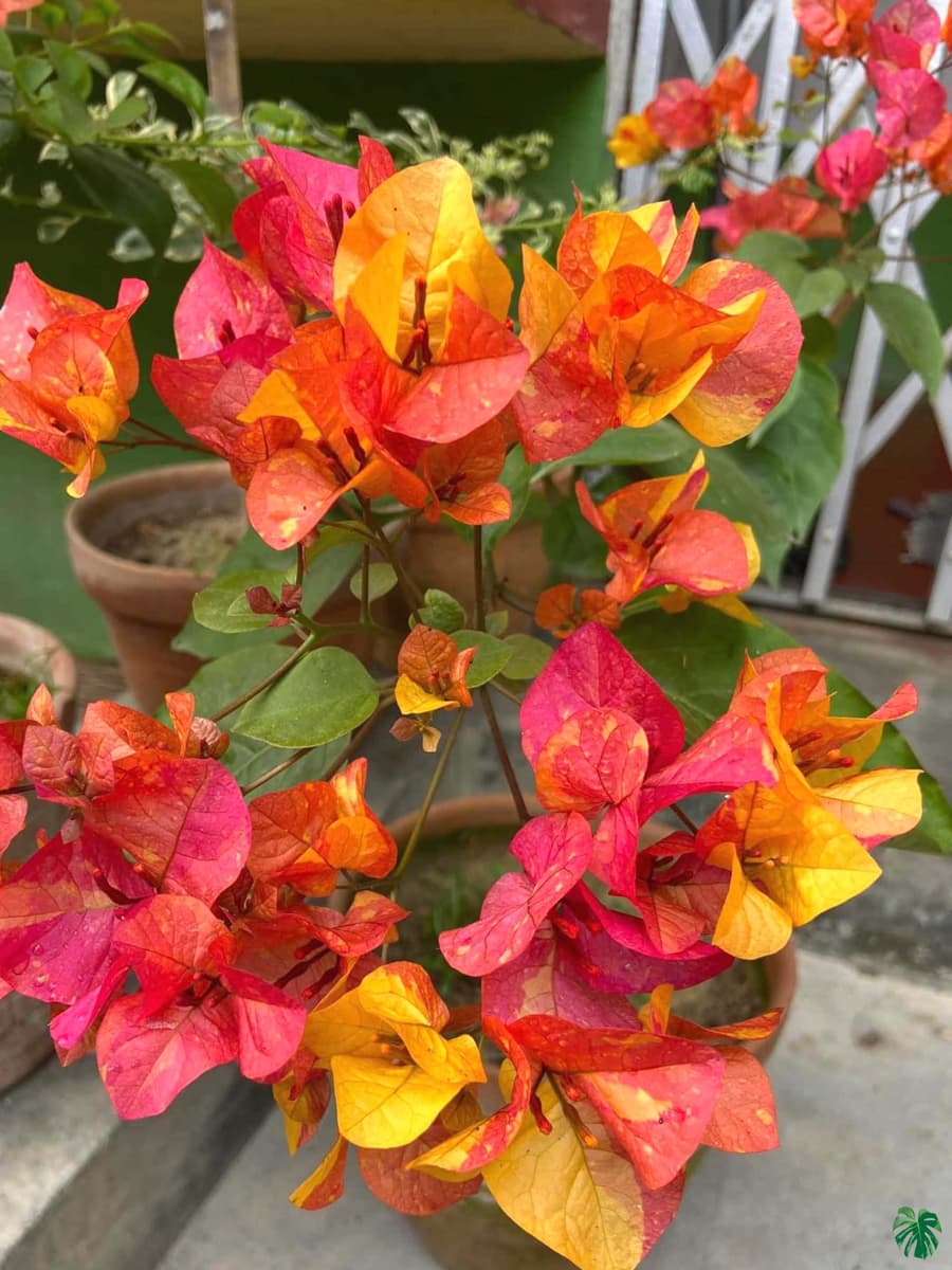 Pink Yellow Bougainvillea Flower Seeds for Planting – Organic, Heirloom & Non-GMO Garden Seeds - Yellow for planting in home garden